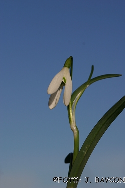 Galanthus nivalis 'Zajček'