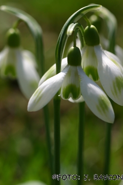 Galanthus nivalis 'Zarnikova'