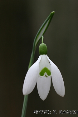 Galanthus nivalis 'Zeleni A'