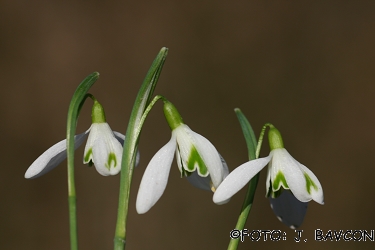 Galanthus nivalis 'Zeleni Pacek'