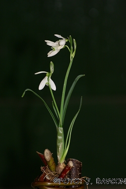 Galanthus nivalis 'Zminec'