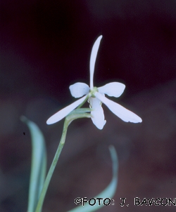 Galanthus nivalis 'Zvezdica'