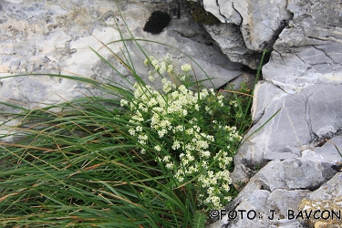 Galium anisophyllon