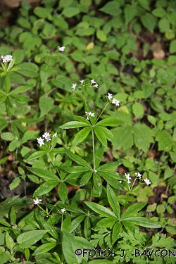 Galium odoratum