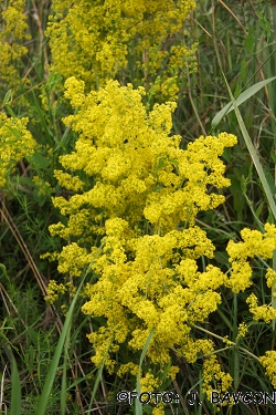 Galium verum