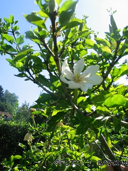 Gardenia jasminoides