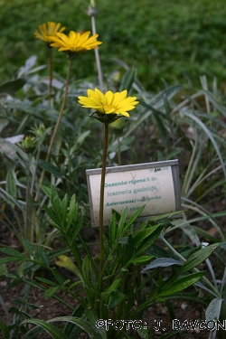 Gazania rigens