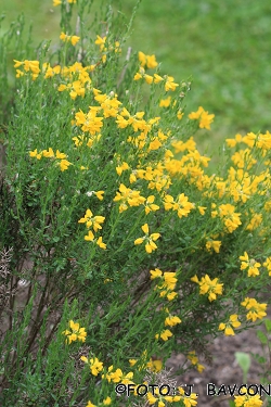 Genista hispanica