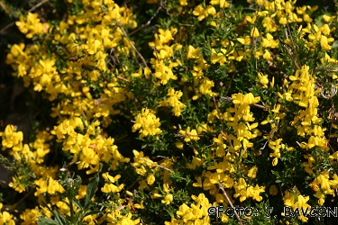 Genista pilosa