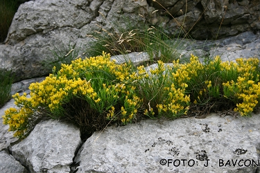 Genista sericea