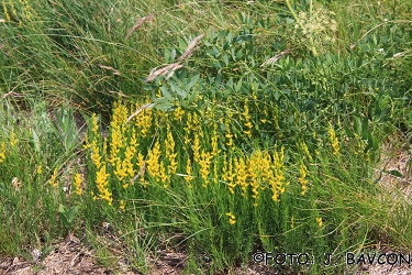 Genista sylvestris