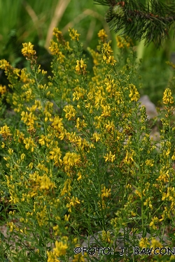 Genista tinctoria