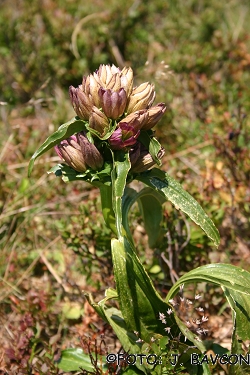 Gentiana pannonica