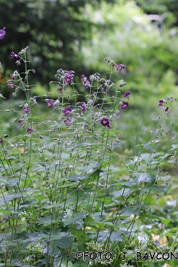 Geranium phaeum