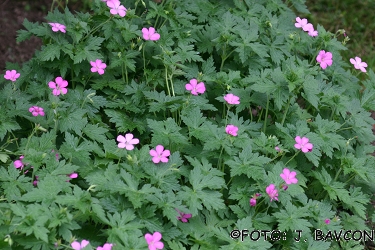 Geranium renardii