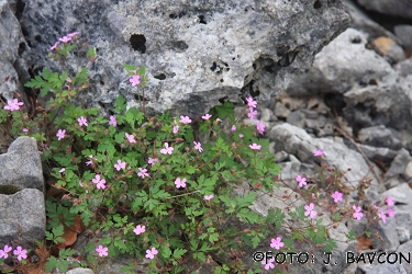 Geranium robertianum