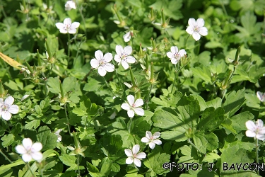 Geranium thunbergii