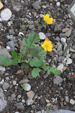 Geum montanum