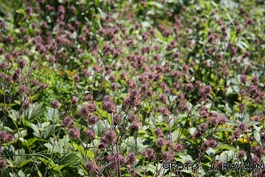 Geum rivale