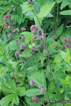 Geum urbanum