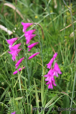 Gladiolus illyricus