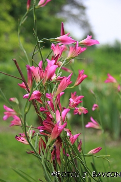 Gladiolus italicus