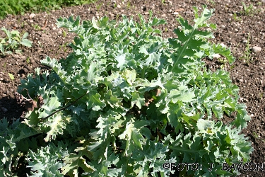 Glaucium flavum