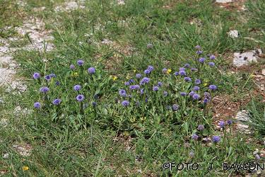 Globularia punctata