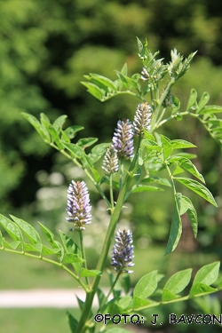 Glycyrrhiza glabra