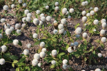 Gomphrena globosa 'Aurasetiaca'