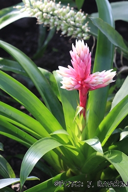 Guzmania ''Candy''