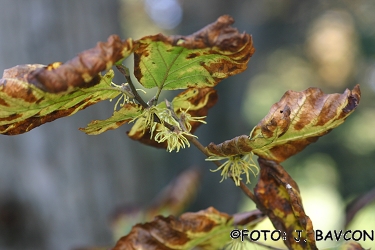 Hamamelis virginiana