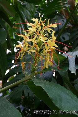 Hedychium gardnerianum