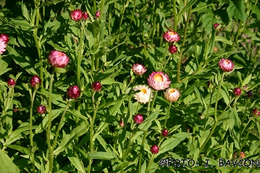 Helichrysum bracteatum