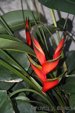 Heliconia bihai