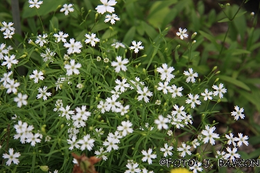 Heliosperma pusillum