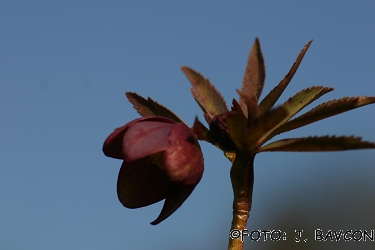 Helleborus atrorubens