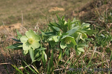 Helleborus dumetorum