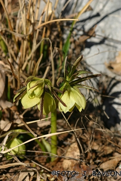 Helleborus multifidus