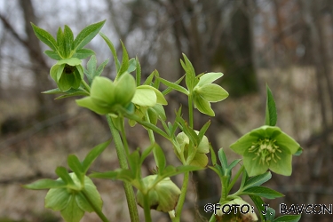 Helleborus multifidus subsp. istriacus