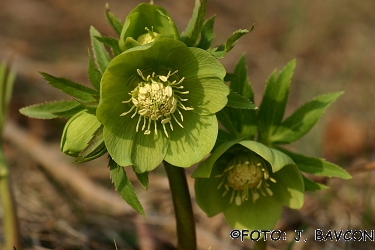 Helleborus odorus