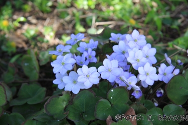 Hepatica nobilis