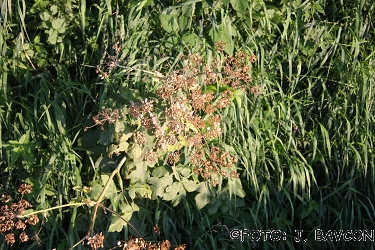 Heracleum sphondylium