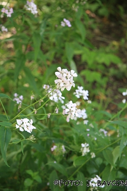 Hesperis candida