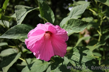 Hibiscus moscheutos var. roseus