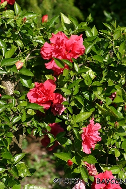 Hibiscus rosa-sinensis