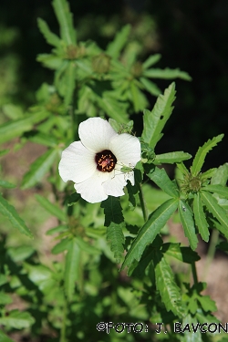 Hibiscus trionum