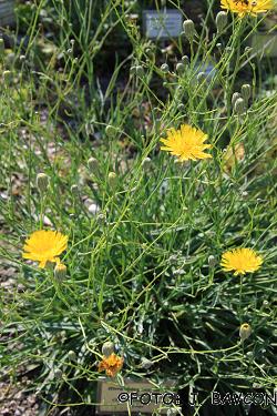 Hieracium glaucum