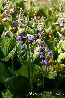 Hosta ventricosa