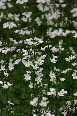 Hottonia palustris